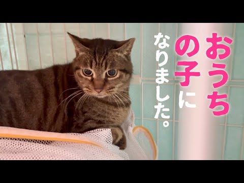 庭にやってくる最後の地域猫を保護して、動物病院へ連れて行きました。