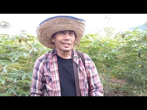 โรคใบด่างมันสำประหลัง-กำจัดอย โรคใบด่างมันสำประหลัง-กำจัดอย
