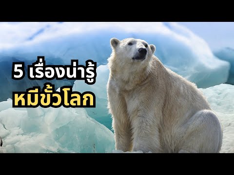 KongKK Podcast 5เรื่องน่ารู้หมีขั้วโลกPolarBear