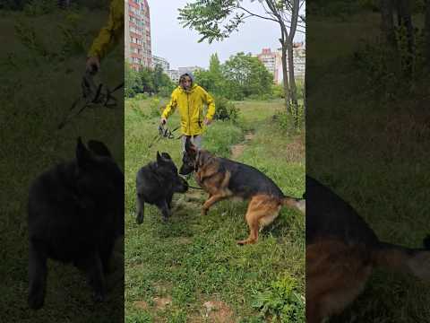 😍Брюнетка для Джейсона. Брачные игры немецких овчарок. Ожидаются щенки. Июль 2026. Одесса. Украина.