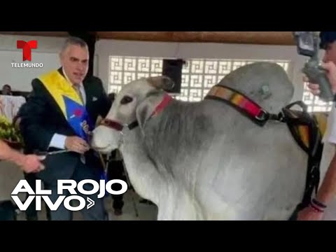 Alcalde invita a un toro cebú de 1.400 libras a su toma de posesión en Colombia