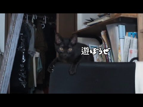 早朝から猫さんたちに叩き起こされる