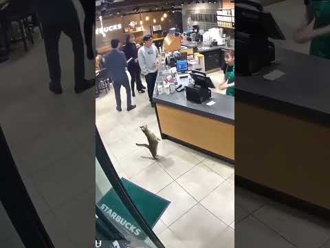 스타벅스에 온 귀여운 손님