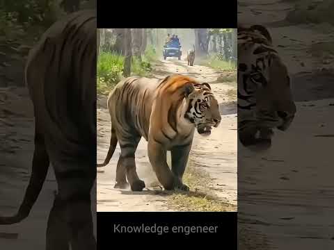 The Brave story of Tiger 😐🤨#shorts#tiger