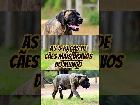 🔴 Conheça as 5 raças de cães mais bravos do mundo  #shorts #dogs #pets