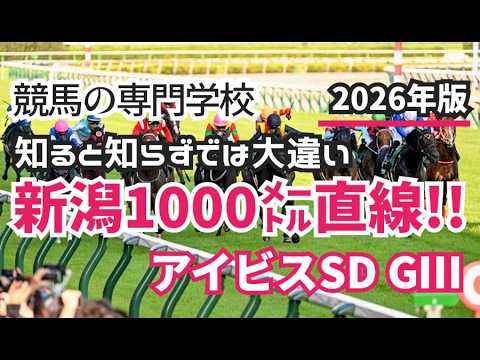 【アイビスSD2026】予習動画 新潟千直は枠順発表がかなり重要 枠順発表までに覚えておくべき傾向