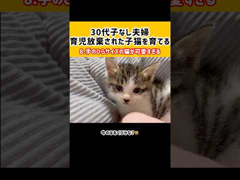 【母性崩壊注意⚠️】手のひらサイズの子猫チャンが可愛すぎる…😔💖