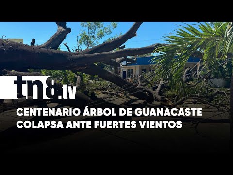 Colapsa árbol de Guanacaste que había sido declarado Patrimonio Natural de la UNI