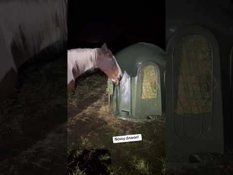 @rotobikteam8563 bardzo dziękuję! Dzisiaj przyjechał dzwoń na siano! Jest super!  #konie #horse