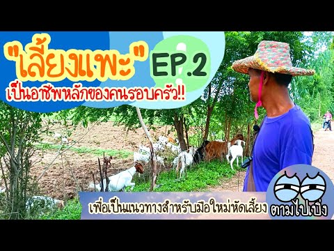 เลี้ยงแพะเป็นอาชีพหลักของคนรอบ เลี้ยงแพะเป็นอาชีพหลักของคนรอบ
