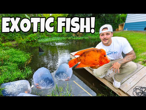I Caught COLORFUL FISH for My MONSTER POND!! In today’s video, we traveled down south to Miami and visit a fish store, more like a fish farm th