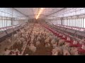 Разведение кур: Poultry Farming Advancements - America's Heartland