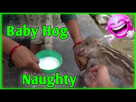 "Naughty Baby Hog Says No to Milk, Yes to Fun" 🤣🐗 | Funny hog moments | #babyhog