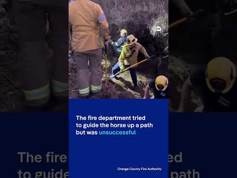 Horse rescued by helicopter in US | DW News