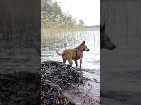 Water beast 💦🐶 #dog #shorts