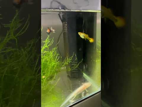 5 gallon rimless tank 