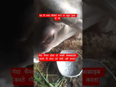 यह गौ माता वीडियो नहीं बनने दे रही है #100millon #cow #motivation #13million #gaumata