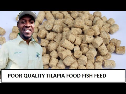 POOR TILAPIA FISH FEED IMPACTS TILAPIA FOOD FISH H TILAPIA FISH FEED

Fingerlings can be fed larger, formulated foods that have digestible proteins and