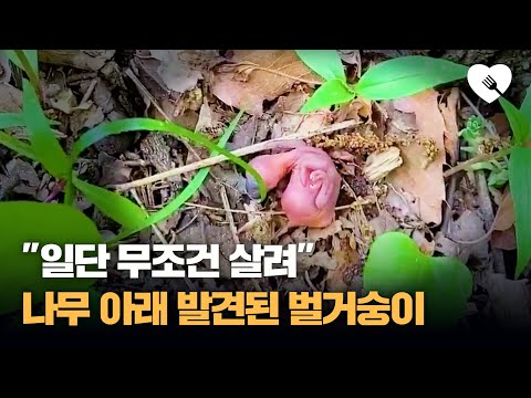 나무 아래서 발견된 정체불명 생명체 