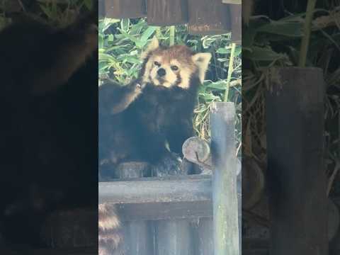 大森山動物園で見るケンシンくんのかわいいレッサーパンダ動画2025年最新 サムネイル