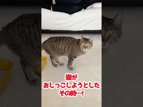 猫のおしっこが気になる犬w #保護猫 #猫のいる暮らし #ティーカッププードル #トイプードル #shorts