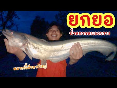 ยกยอหนองข่วง►Fishinglifesty