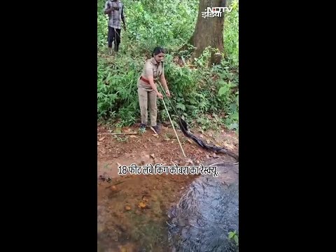 Thiruvananthapuram के पेप्पारा में 18 फीट लंबे किंग Cobra का किया गया Rescue