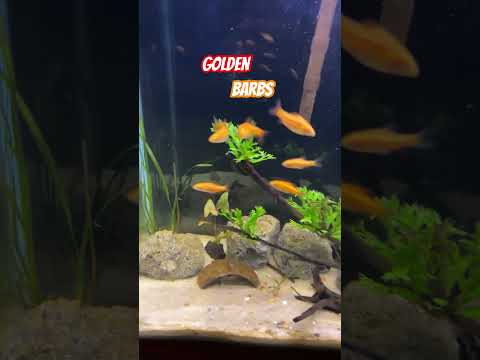 Golden barbs #fishroom 