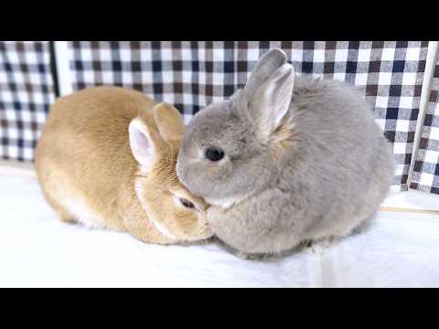 初めて相方に毛繕いする感動の瞬間かと思ったら勢い余ってマウンティングしだすうさぎ‥