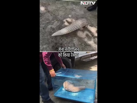 LOC के पास मिले Pangolin को भारतीय सेना ने किया रेस्क्यू | Viral Video