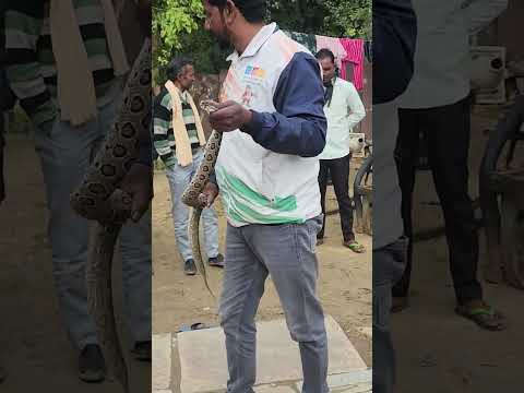 😱इतना खतरनाक साँप 🐍😱#tigerbhaijaan #snake #wildlife #ytshorts #viralvideo