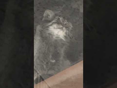 犬の動画サムネイル - #shorts マヌルネコのアブリコースちゃん　上野動物園