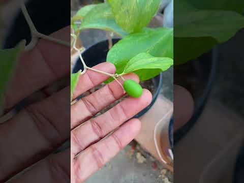 🥰🌿✨️ || #garden #terrace #trending #shorts #fyp #plants #vegetables #yt #fyp