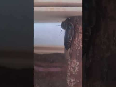 giant insects #insect #insects #squidgame #squidgame2 #squidgame3 #nature #animal #animals #cool