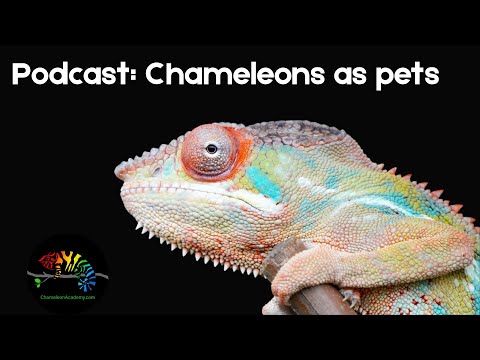 Podcast: What is a Chameleon like as a Pet? This episode is meant to be listened to at work, while doing chores, or anything else.This episode s