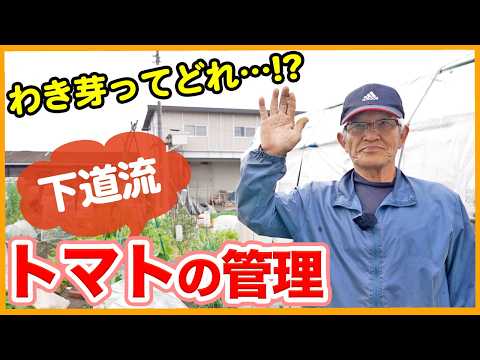 【トマト栽培】わき芽ってどれ!?管理作業のポイントを解説!【シェア畑】【農園ライフ】