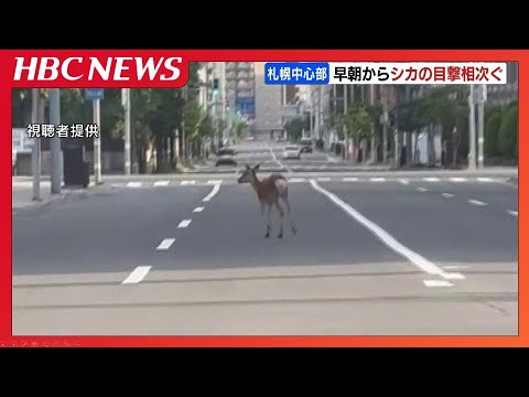 「シカが歩いている」「足を引きずるような様子」札幌の中心部でシカの目撃情報相次ぐ　警察と札幌市が警戒