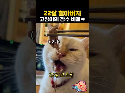 <strong>22살</strong> 할아버지 고양이의 장수비결?ㅋ