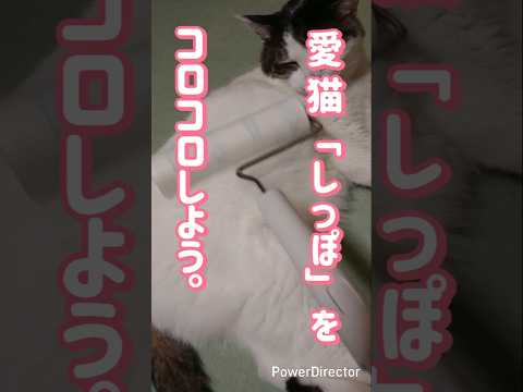愛猫「しっぽ」をコロコロしよう。