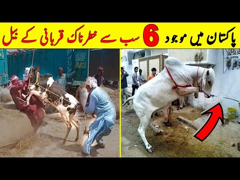 Pakistan Main 6 Sab Sy Khaternak Qurbani K Janwar | Eid Al Adha 2023 | NYKI