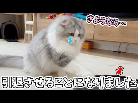 引退を止められなかった子猫がお別れが悲しくて玄関まで追ってきちゃいました…涙
