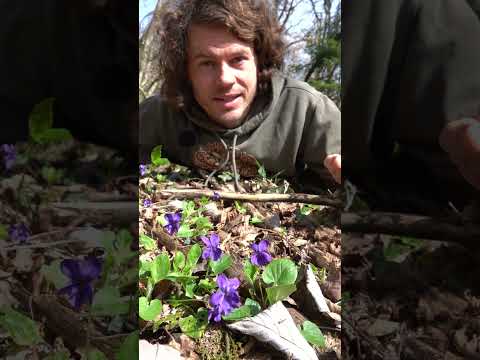 Diese Pflanze ist ein Schlag ins Gesicht