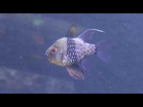 Aquarium  Wilhelmshaven
