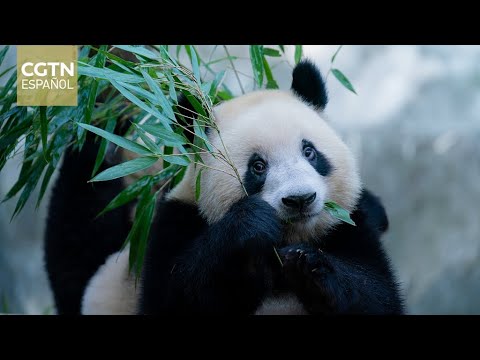 Un viaje al país de las maravillas de los panda gigantes