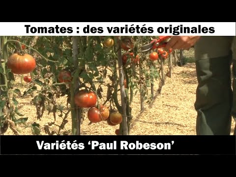 La tomate Paul Robeson : culture et recette