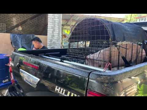 Babi Untuk Di Jual. Kita Hantar Dulu Kepada Pembeli Kota Marudu