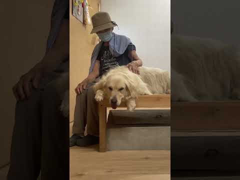 涼しい部屋でリラックスしすぎる犬