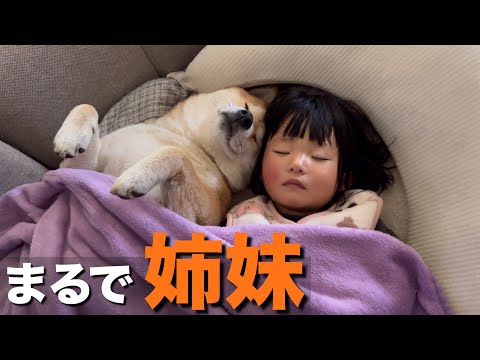 まるで姉妹のように、くっつきあって眠る柴犬と１歳児が可愛すぎ…