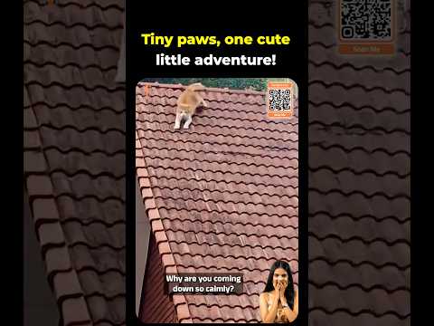 When a Cat Turns a Roof Into a Playground #cat #catvideos #cutecat #animalvideos #catlove #cutecats
