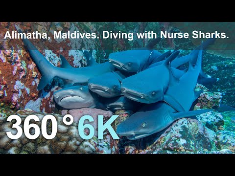 Alimatha, Maldives, diving with Nurse Sharks. 6K underwater 360 video